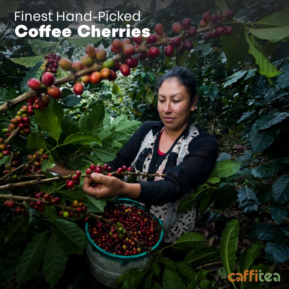 Swiss Chocolate Mocha Coffee – Smooth & Rich Flavor | Caffitea