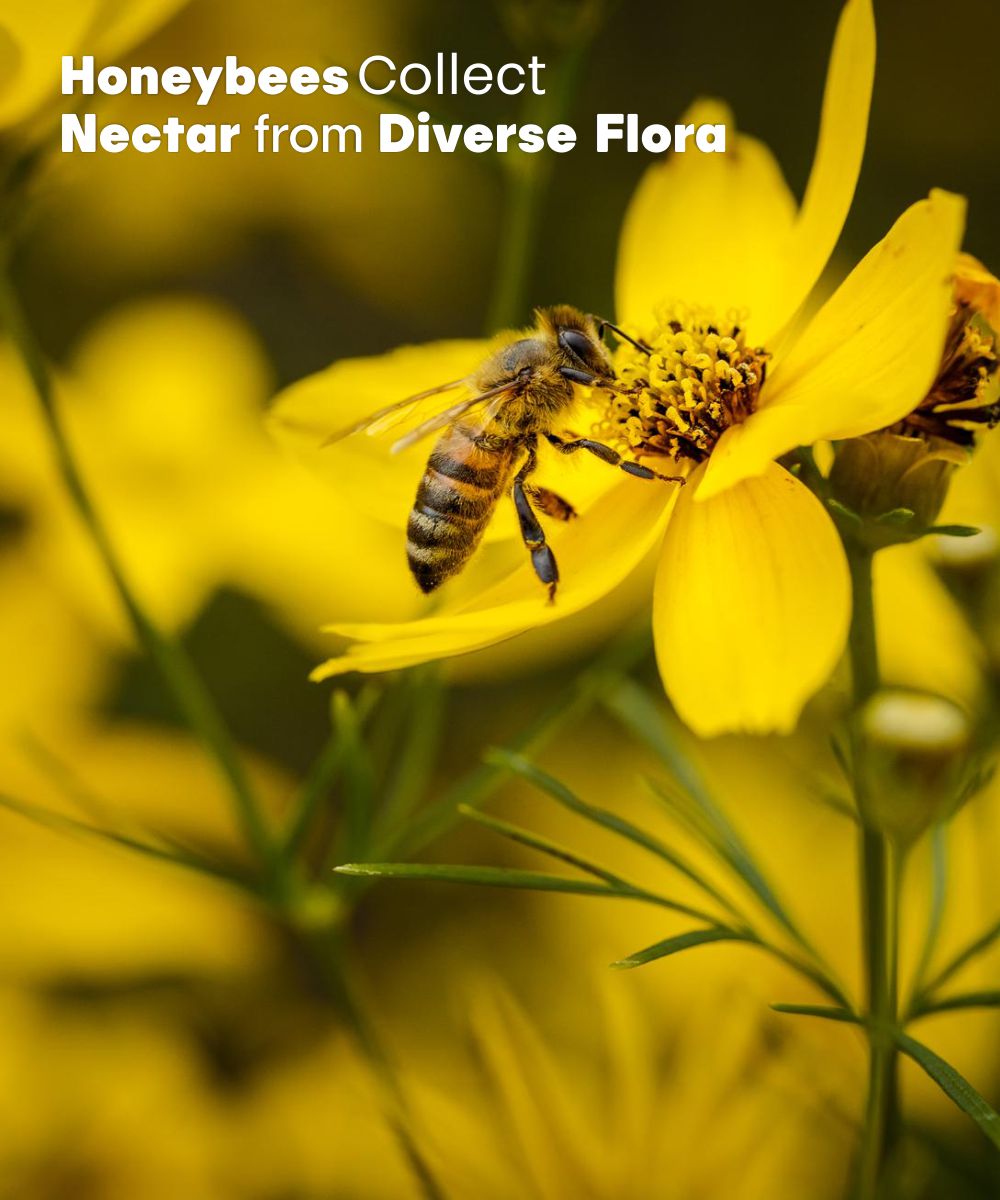 Honey Pro – Himalayan Multifloral Honey