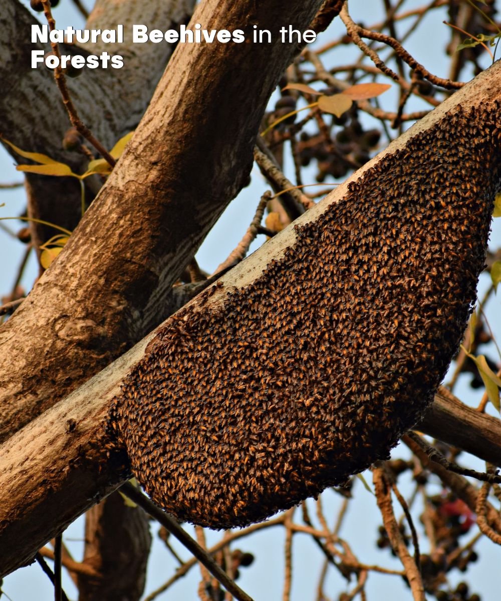 Honey Pro – Wild Forest Multifloral Honey